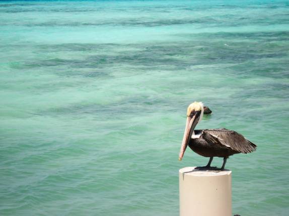 Pelicanos são muito comuns em Los Roques, no litoral venezuelano